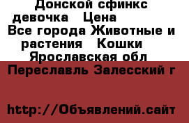 Донской сфинкс девочка › Цена ­ 15 000 - Все города Животные и растения » Кошки   . Ярославская обл.,Переславль-Залесский г.